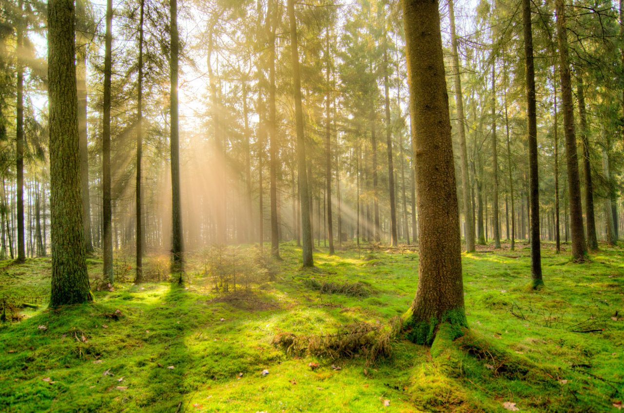 Wald jagdrevier